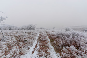 Wall Mural - Fog winter landscape