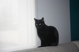Fototapeta Przestrzenne - magnifique chat noir au regard félin ,portrait