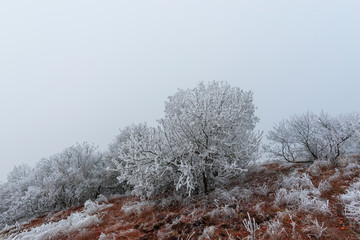 Wall Mural - Snow trees in the forest