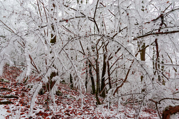 Wall Mural - Snow trees in the forest