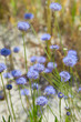 © Liudmila - Gilia capitata blue beautiful flowering plant, blue-thimble-flowers in bloom, amazing wildflower flowerhead