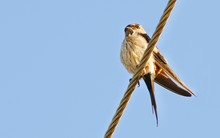 Low Angle View Of Bird Perching On Wire Against Clear Sky