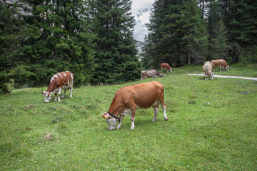 Some cows in a pasture in Val Gardena in Italy