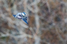 A Belted Kingfisher Begins His Divebomb On Lunch