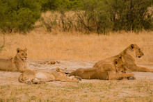 Close-Up Of Lionesses On Field