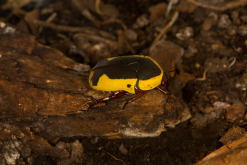 Wall Mural - African yellow and black beetle (Pachnoda ephippiata).