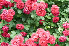 Close Up Shot Of A Red Rose Bush