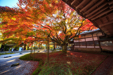 雷山千如寺大悲王院の紅葉