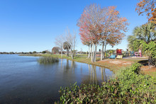 Florida Red Maple Trees At Lake Dora In Wooten Park, Tavares, Florida.  Tavares Is Part Of The Golden Triangle Which Includes Mount Dora And Eustes Known For It's Small Town Feel And Natural Beauty.