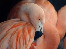 Close-Up Of Flamingo