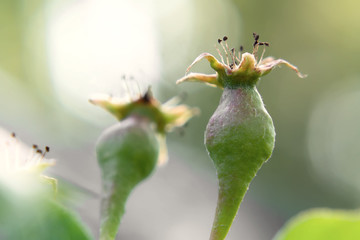 Wall Mural - Small ovaries of pear on a tree branch in spring garden