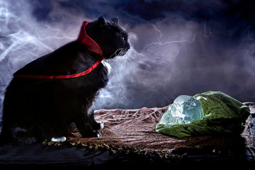 Cute black cat wearing a cape costume for Halloween posing with a crystal skull on a foggy background.