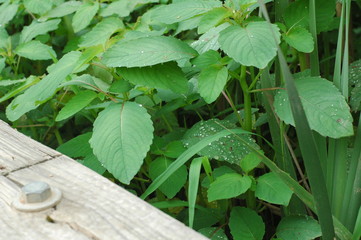 leaves with dew