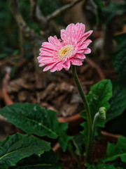 Wall Mural - Take a photo of a pink chrysanthemum with drops of water on the leaves.