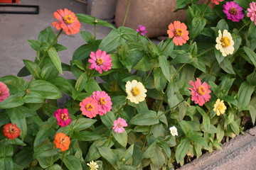 Wall Mural - zinnia flowers with blurred background.