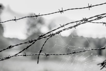 Close-Up Of Barbed Wires With Spider Web