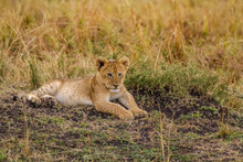 Lion Cub Relaxing On Field