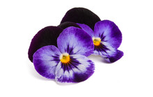 Pansies Isolated