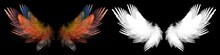 Colorful Abstract Bird Wings With White Clipping Mask
