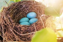 High Angle View Of Blue Eggs In Nest