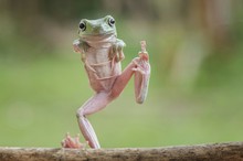 Full Length Portrait Of Frog Standing On Stick