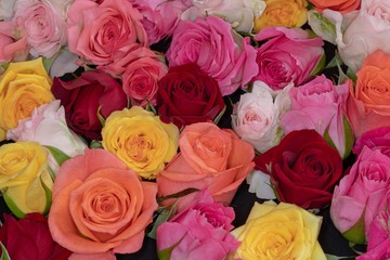 Wall Mural - カラフルな薔薇の花