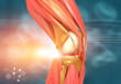 Human knee anatomy. 3d illustration.