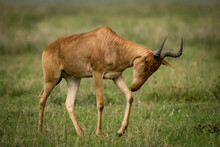 Hartebeest Standing On Grass