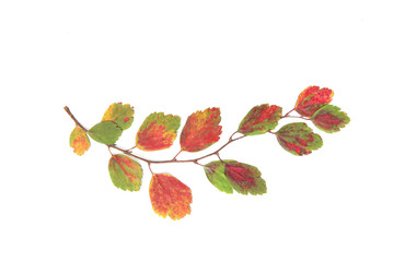Wall Mural - Twig with colorful dried leaves isolated on white background. Herbarium of pressed autumn branch with dried leaves..