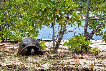 Aldabra giant tortoise, Curieuse Marine National Park, Curieuse, Seychelles