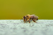 Makro-Aufnahme einer Honigbiene