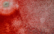 abstract macro image of coronavirus in blood and petri dish