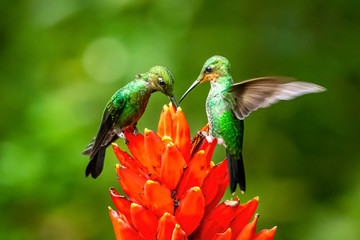 Amazilia decora, Charming Hummingbird, bird feeding sweet nectar from flower pink bloom. Hummingbird behaviour in tropic forest, nature habitat in Corcovado NP, Costa Rica. Two bird in fly, wildlife.