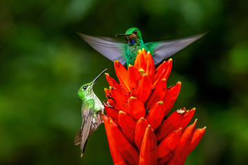 Amazilia decora, Charming Hummingbird, bird feeding sweet nectar from flower pink bloom. Hummingbird behaviour in tropic forest, nature habitat in Corcovado NP, Costa Rica. Two bird in fly, wildlife.