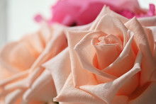 Beautiful Orange Rose Gold Flower Color Blossom Blooming In The Morning Day, Image Used For Romantic Love Background