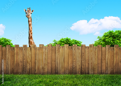 curious neighbor behind backyard fence