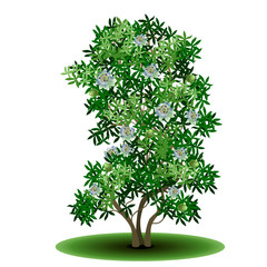 Wall Mural - detached tree passionflower with green leaves and flowers