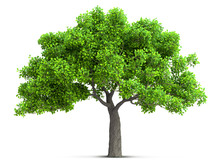 Tree Isolated With High Detailed Leaves, 3D Illustration