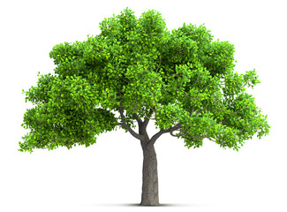 Wall Mural - tree isolated with high detailed leaves, 3d illustration