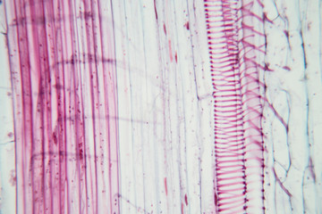   Close up Plant Stem under the microscope for classroom education.