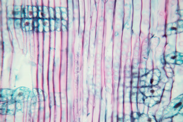 Wall Mural -  Close up Plant Stem under the microscope for classroom education.