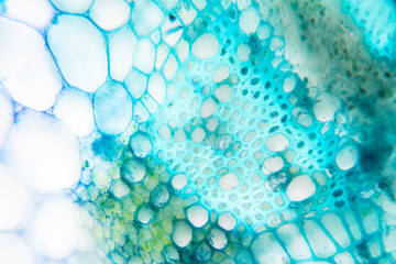 Wall Mural -  Close up Plant Stem under the microscope for classroom education.