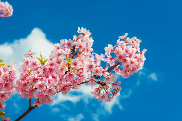 Spring in Japan. The famous cherry tree pink blossom against azure sky with clouds