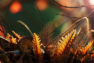 Wall Mural - Bright oakleaf fern at sunrise.