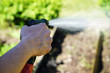 © Dan Race - Gardener at gardening uses garden hose for watering