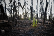 Bushfire regrowth from burnt bush