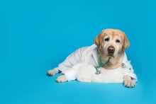 Cute Labrador Dog In Uniform With Stethoscope As Veterinarian And Cat On Light Blue Background