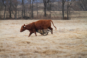 Wall Mural - Dog Herding Cattle