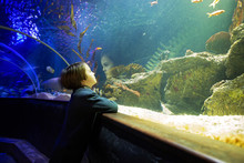 Child, Enjoying Sea Life In Aquarium