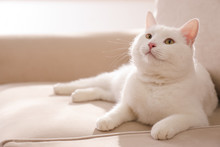 Cute White Cat On Sofa At Home